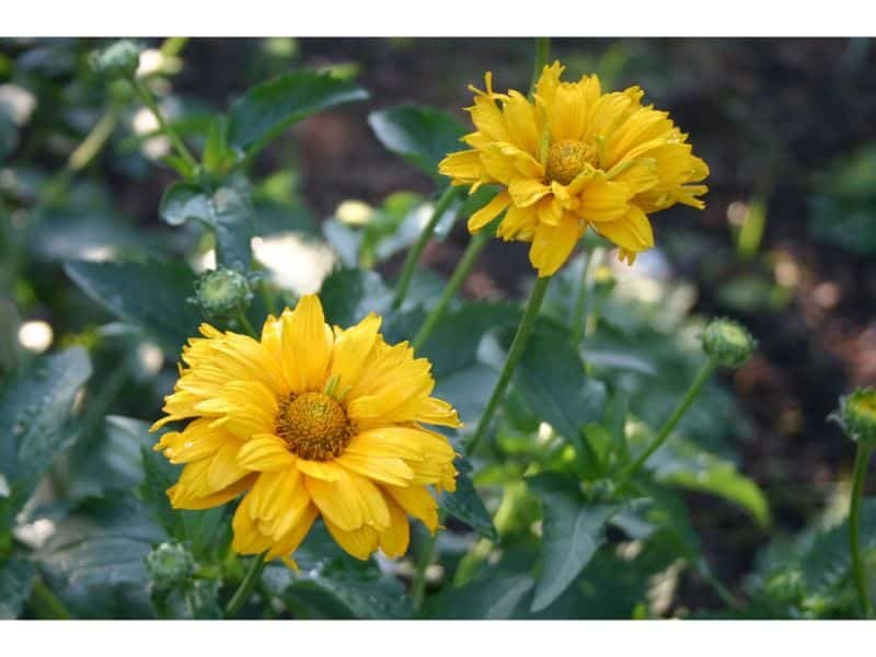Best Yellow Perennial Flowers to Grow in Zone 6
