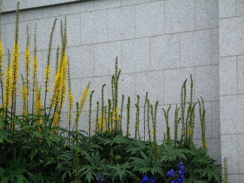 Ligularia, yellow perennials for shade garden