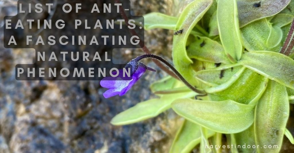 List of Ant-Eating Plants A Fascinating Natural Phenomenon