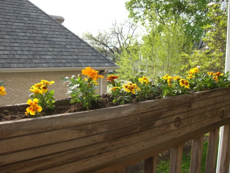 Marigolds containers 