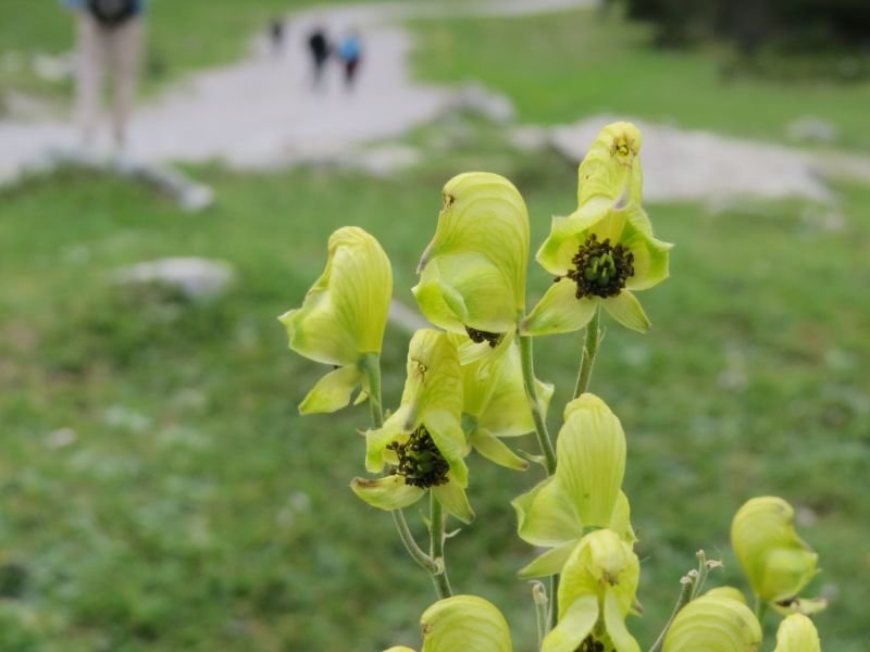 Monkshood, poisonous yellow flower 