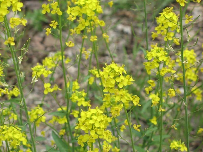 Mustard (Brassica spp.)