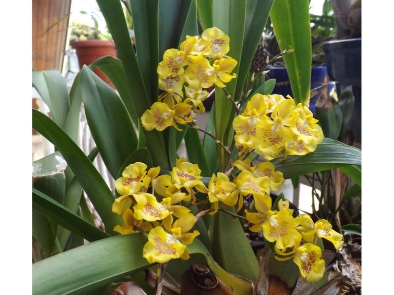 Oncidium orchids