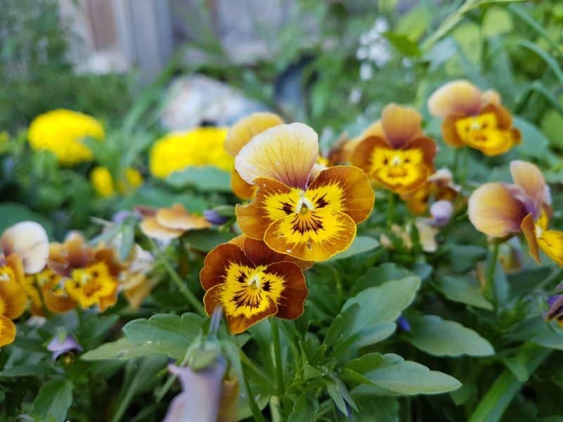 Best Yellow Flowers for Hanging Baskets