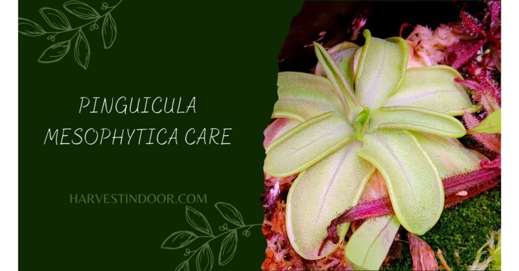 Pinguicula Mesophytica care