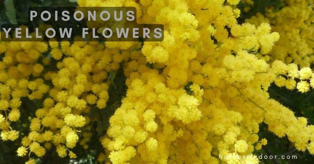 Poisonous Yellow Flowers