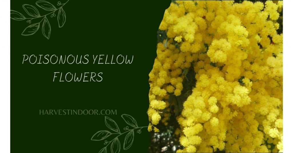 Poisonous Yellow Flowers