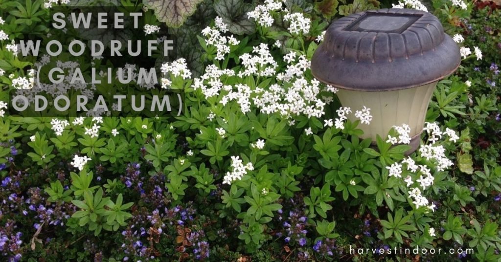 Sweet woodruff (Galium odoratum)