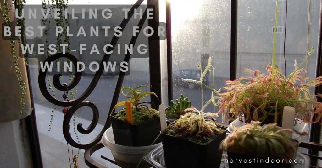 Best Plants for West-Facing Windows
