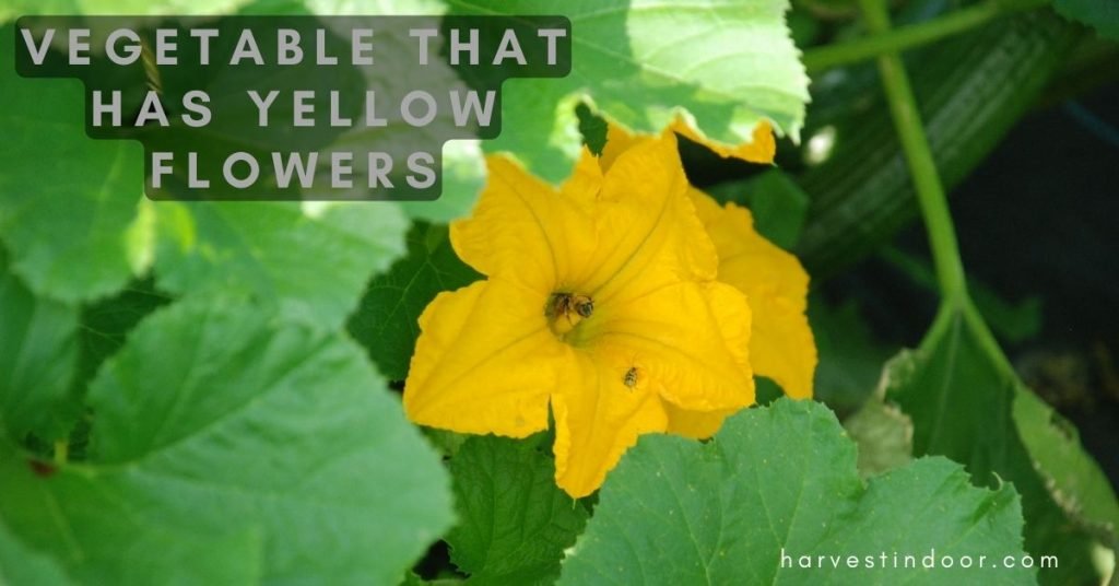 Vegetable That Has Yellow Flowers