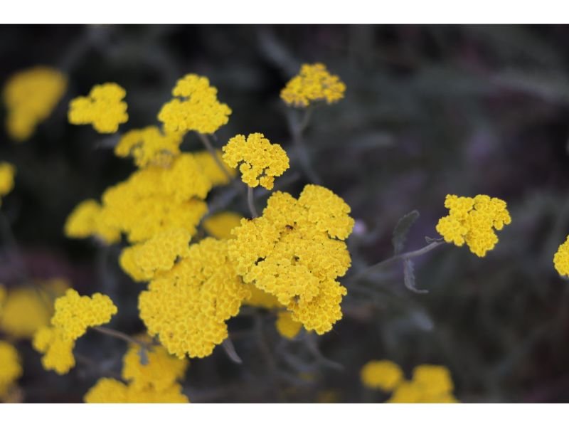 Yarrow, yellow flower, perennial, long blooming, summer plant 