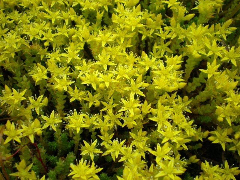 Yellow Stonecrop, yellow perennials, grow in zone 6