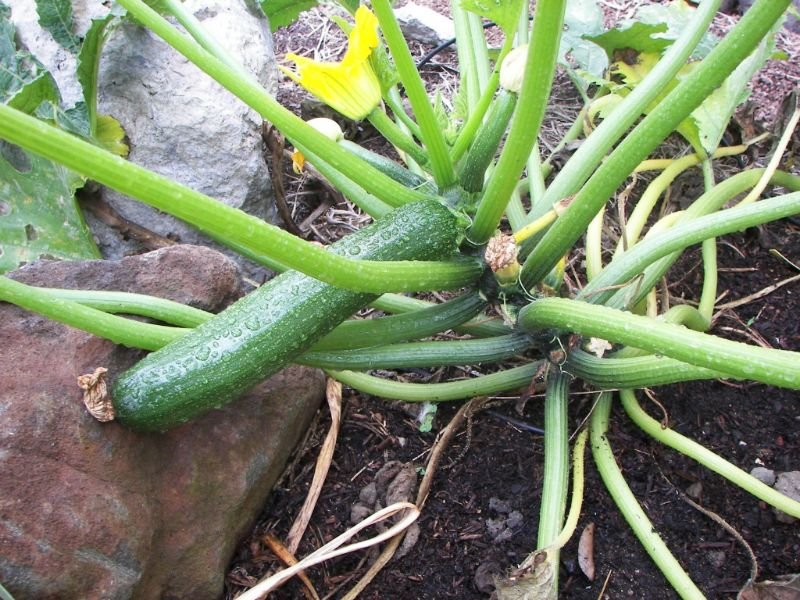 Zucchini (Cucurbita pepo)