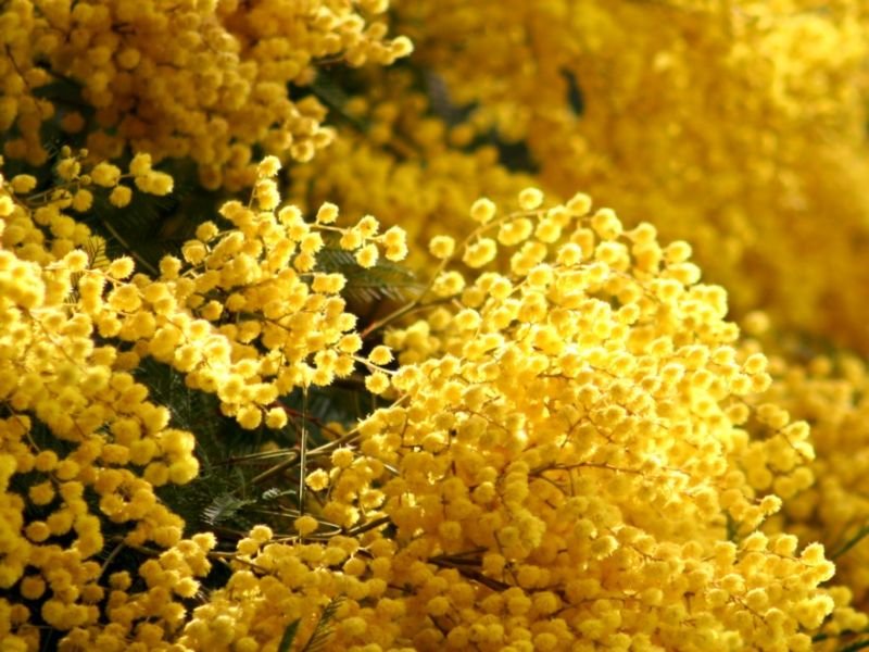 acacia wattle poisonous yellow flowers 