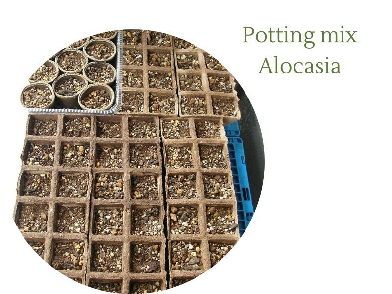 soil mix Alocasia