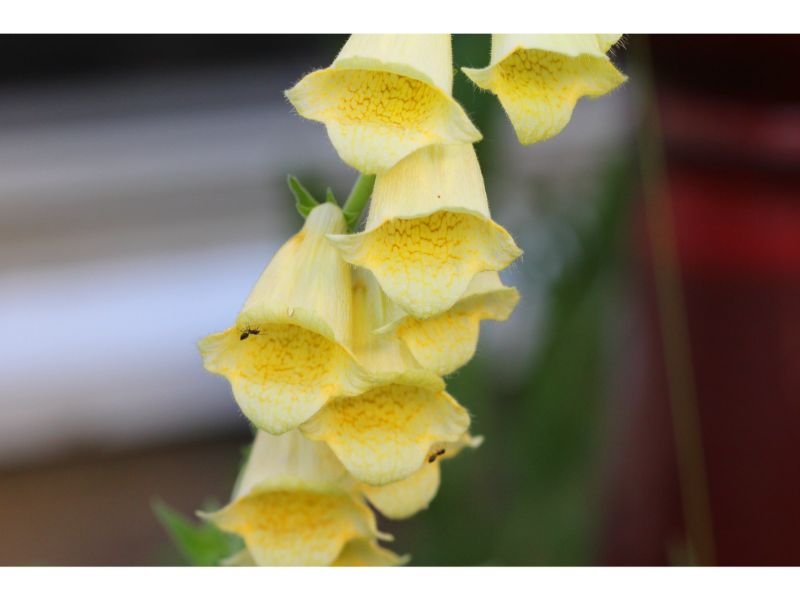Foxglove, yellow poisonous flowers 