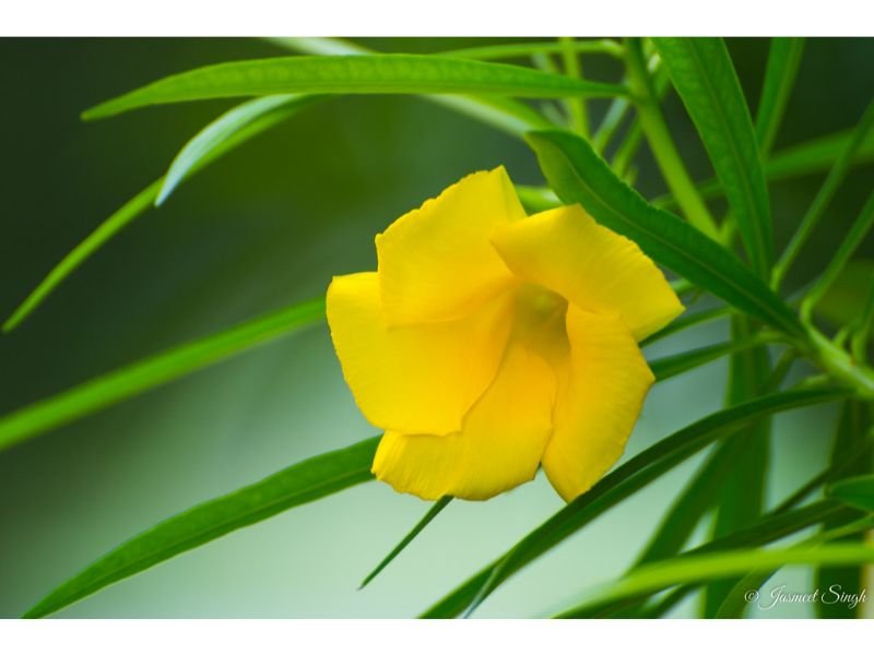 yellow Oleander, toxic yellow flower