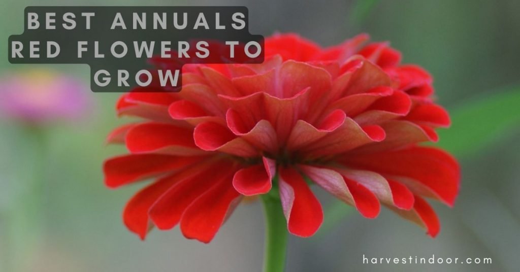 Best Annuals Red Flowers to Grow