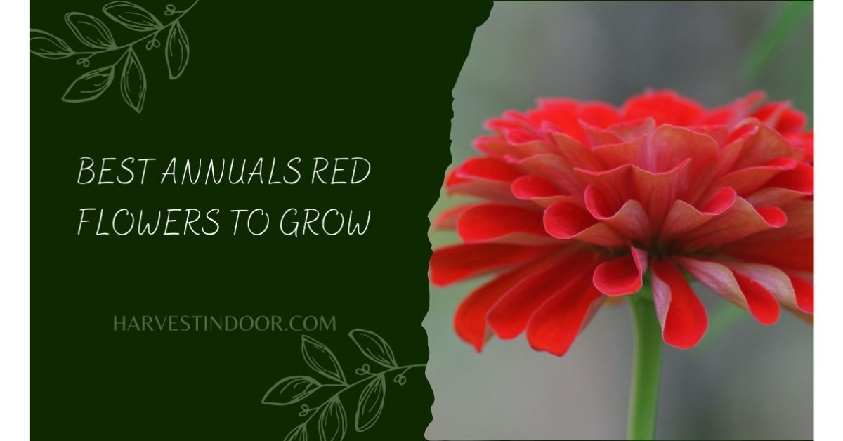 6 Best Annuals Red Flowers to Grow - Harvest Indoor