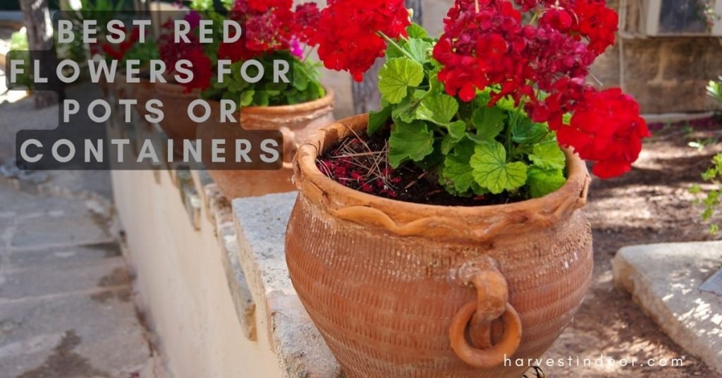 Best Red Flowers for Pots or Containers