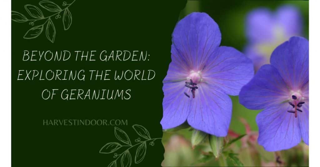 Beyond the Garden Exploring the World of Geraniums