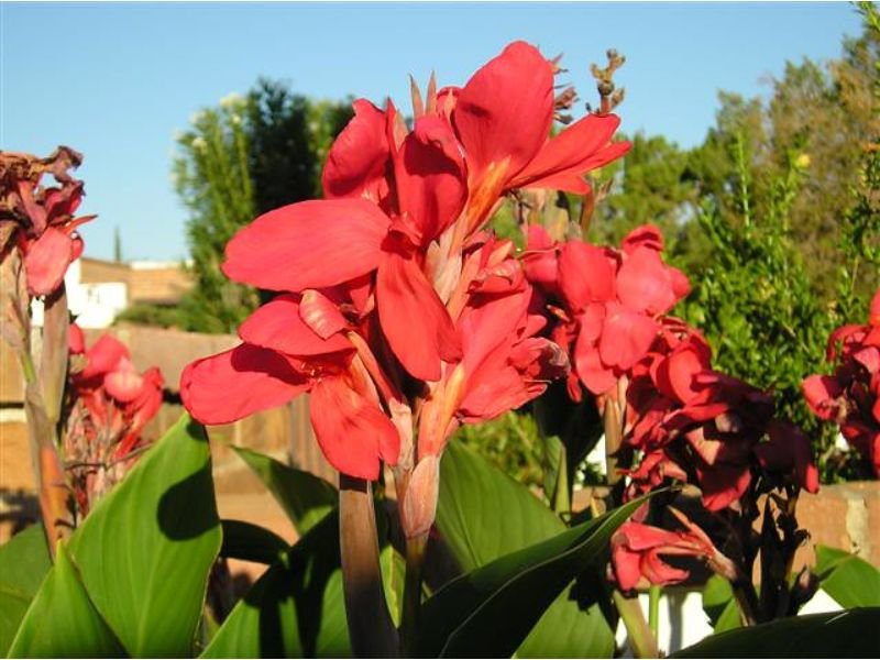 red Cannas