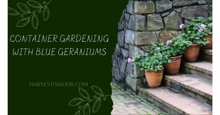 Container Gardening with Blue Geraniums