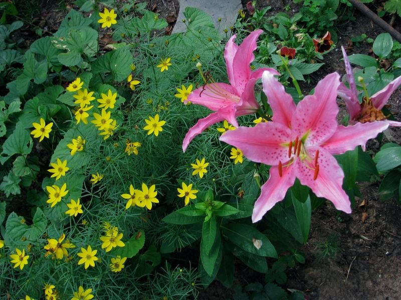Daylilies and Coreopsis