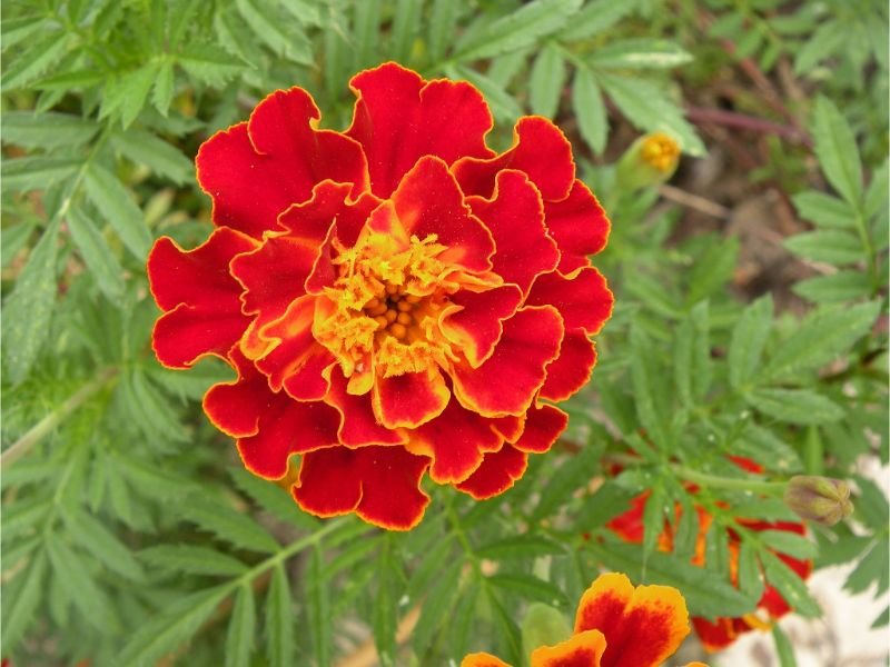 Marigolds red annuals flowers