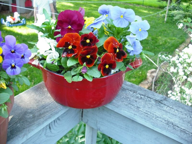 Pansies, red flowers, pots, containers 