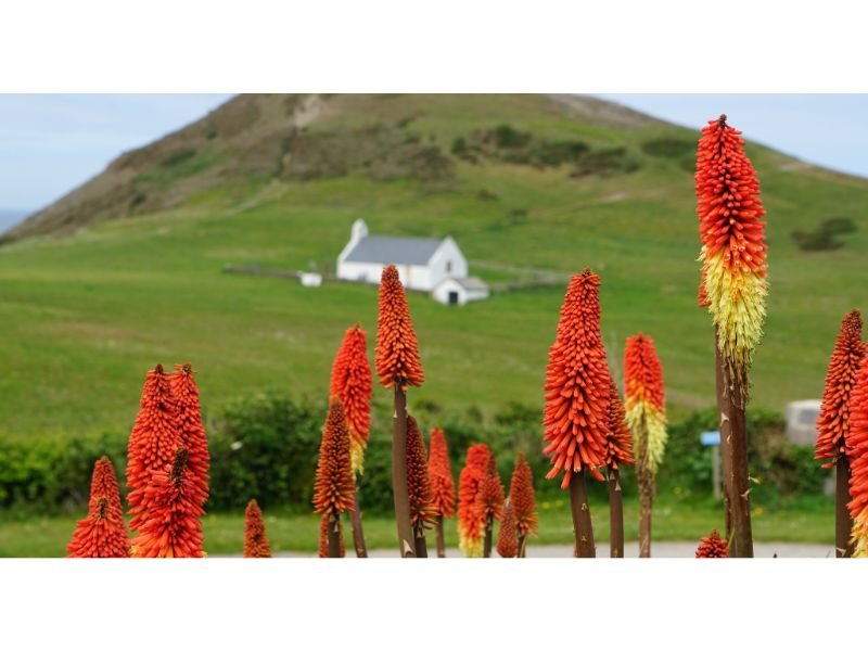 Red Hot Pokers, tall red flower