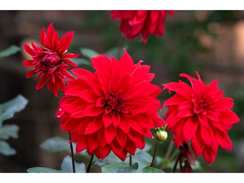 Scarlet Dahlias, tall red, red flower 