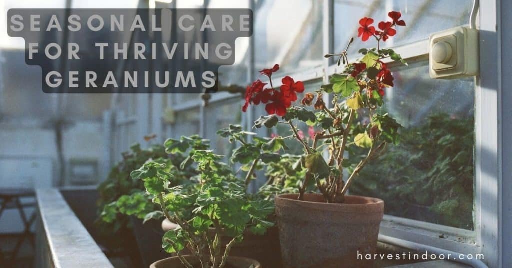 Seasonal Care for Thriving Geraniums