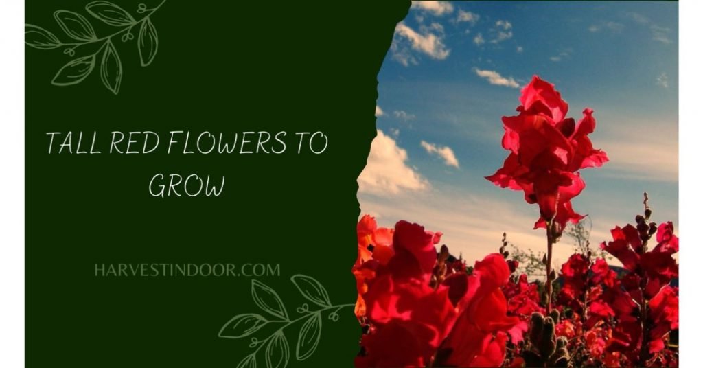 Tall Red Flowers to Grow