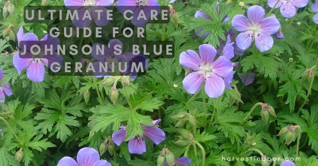 Ultimate Care Guide for Johnson's Blue Geranium