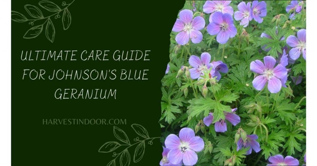 Ultimate Care Guide for Johnson's Blue Geranium