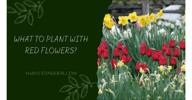 What to Plant with Red Flowers