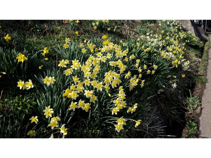 Wild daffodil Narcissus pseudonarcissus