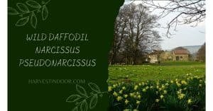 Wild daffodil Narcissus pseudonarcissus