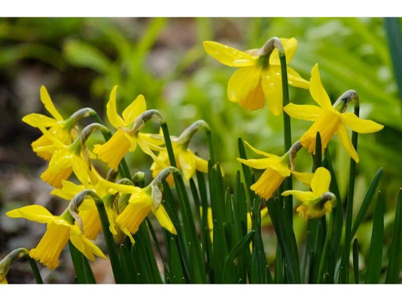 Wild daffodil uk