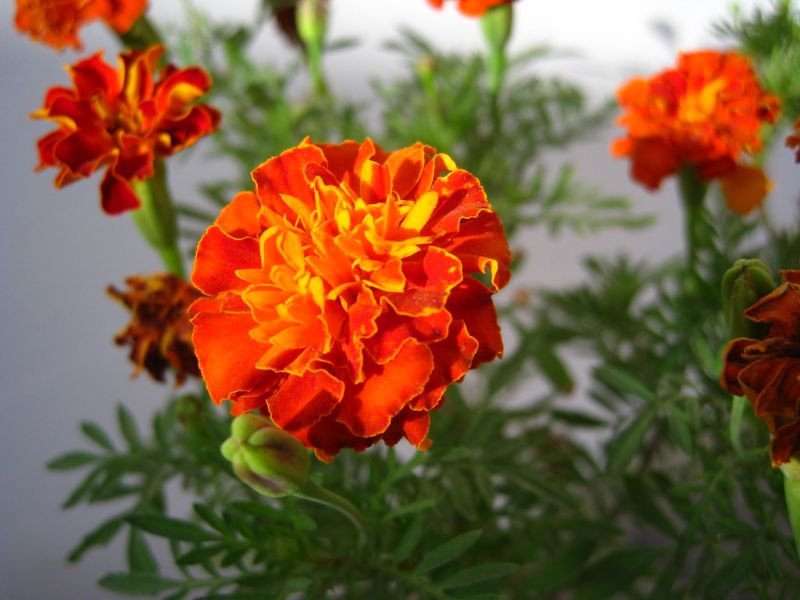 marigolds red pots containers 
