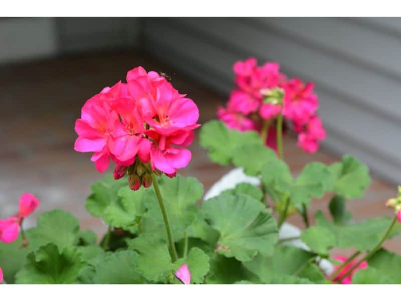 spring care geranium care