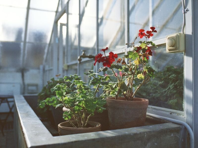summer geraniums care