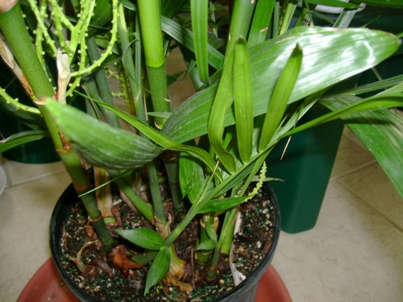 Bamboo Palm (Chamaedorea seifrizii)