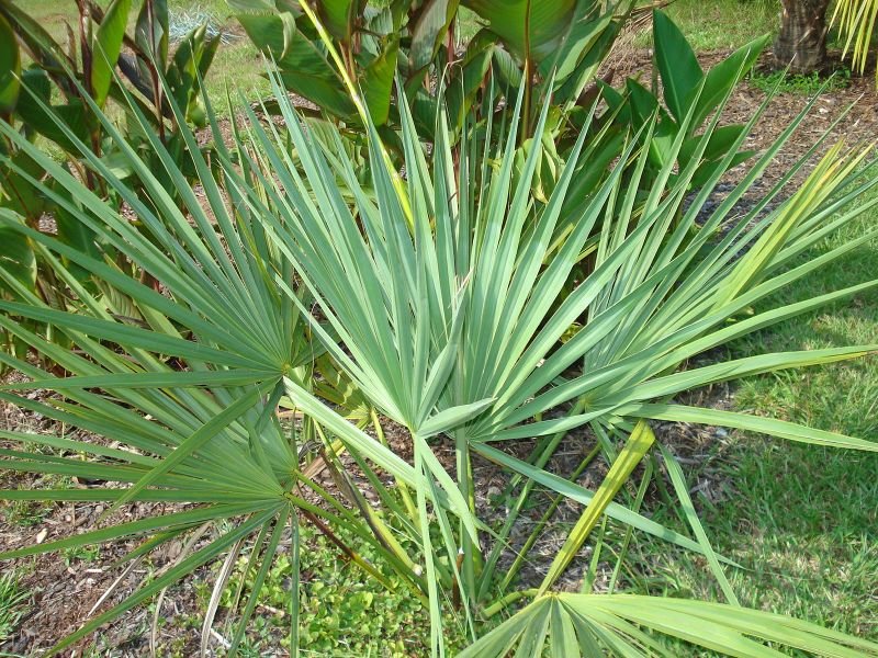 mini palm tree Dwarf Palmetto (Sabal minor)
