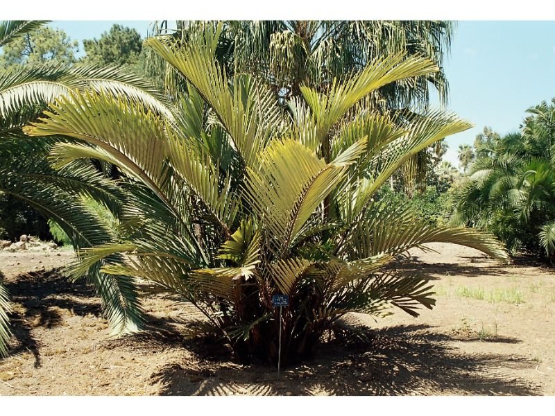 Dwarf Sugar Palm (Arenga engleri)