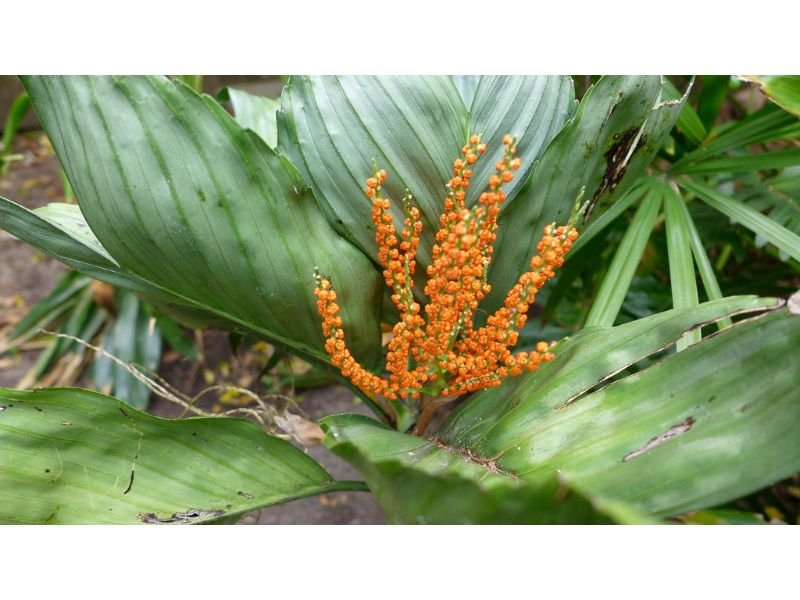 Miniature Fishtail Palm (Chamaedorea metallic)