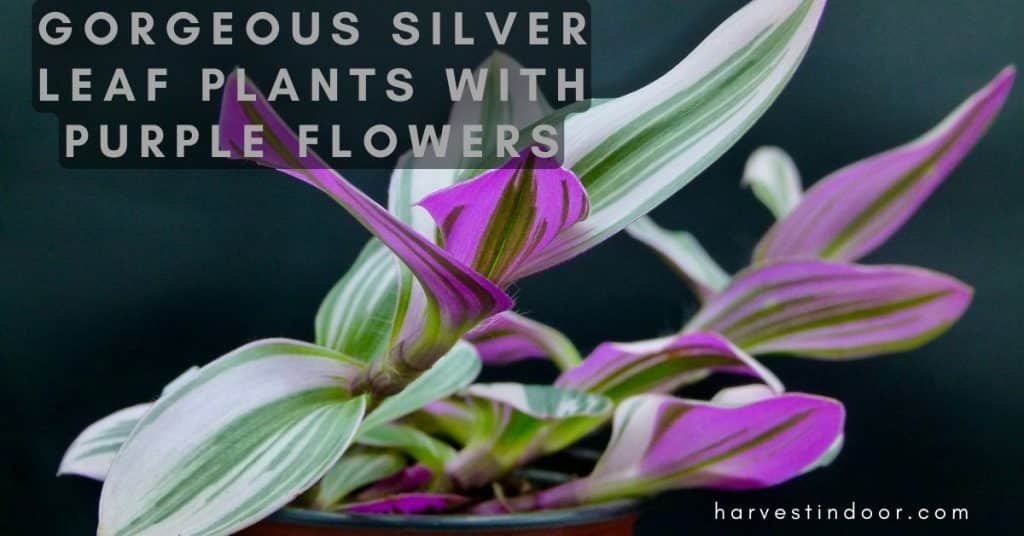 Gorgeous Silver leaf Plants with Purple Flowers