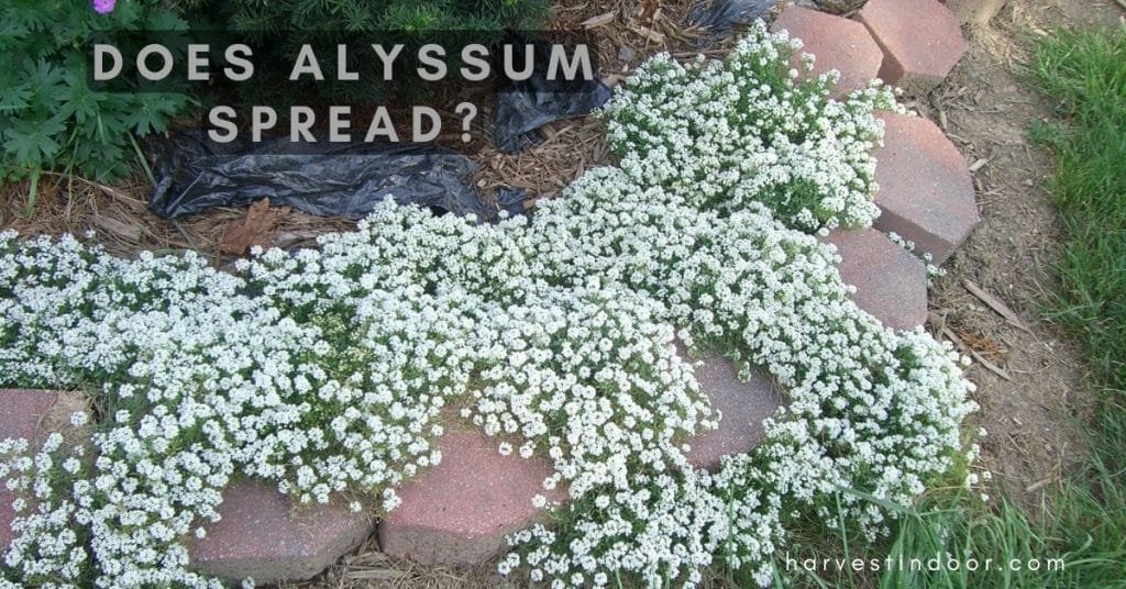 Does Alyssum Spread