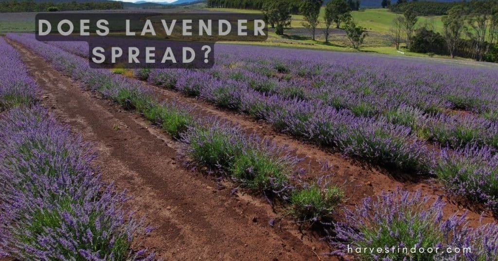 Does Lavender Spread